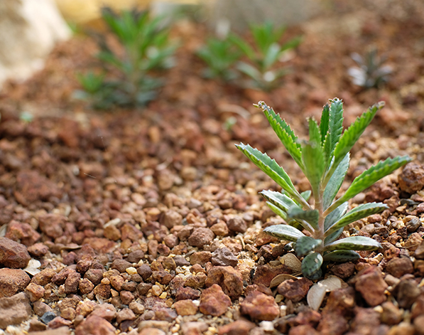 Weed Control in Gravel / Beds